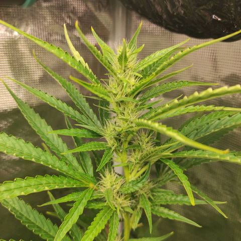 Master Kush Automatic growlog timeline photo