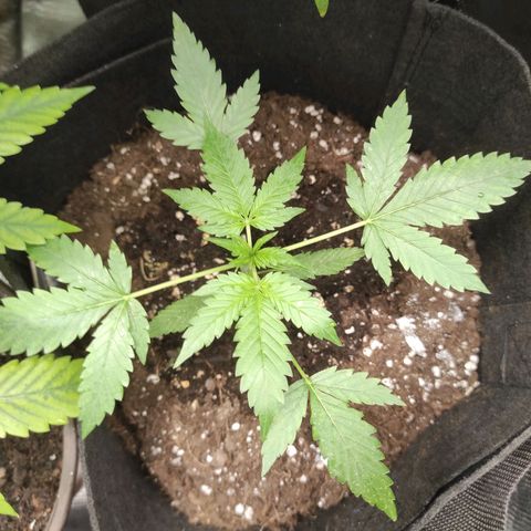 Purple Skunk auto growlog timeline photo