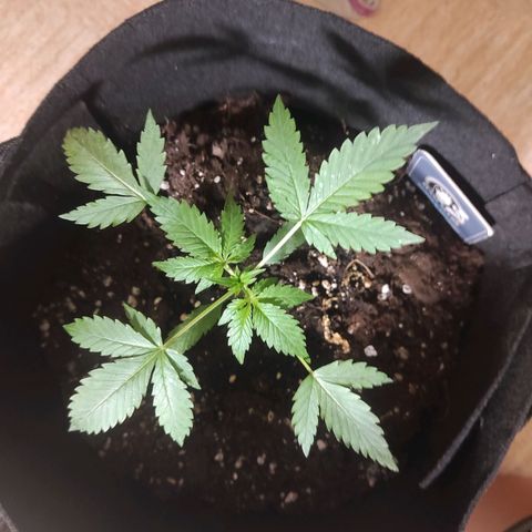 Purple Skunk auto growlog timeline photo