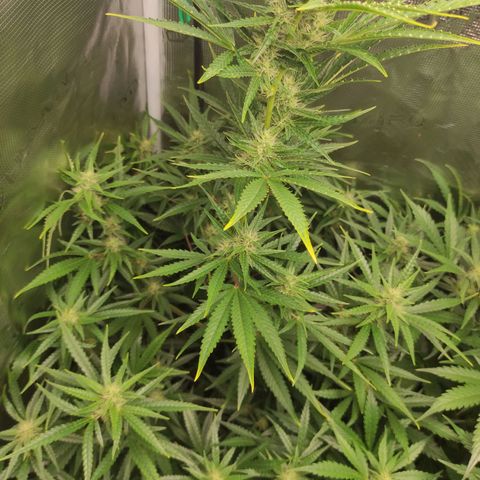 Master Kush Automatic growlog timeline photo