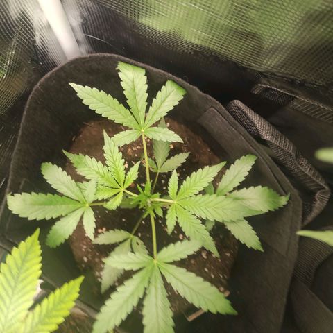 Stichy orange XXL growlog timeline photo
