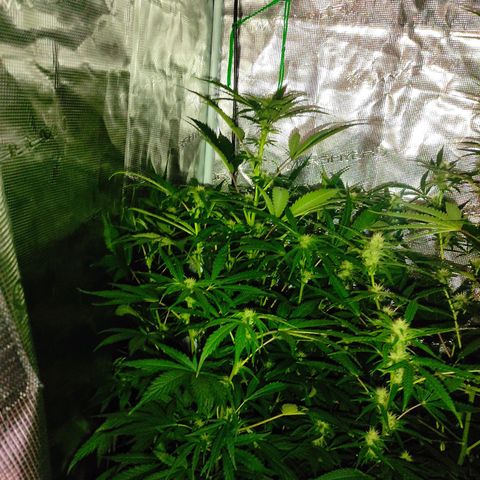 Banana Kush Cake Automatic growlog timeline photo