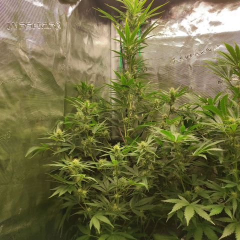 Master Kush Automatic growlog timeline photo