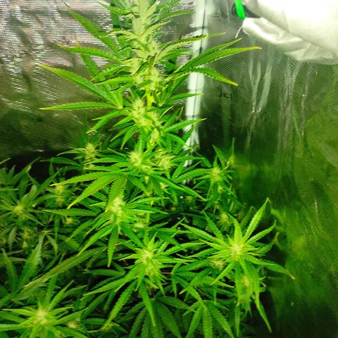 Master Kush Automatic growlog timeline photo