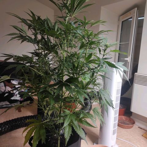 Banana Kush Cake Automatic growlog timeline photo