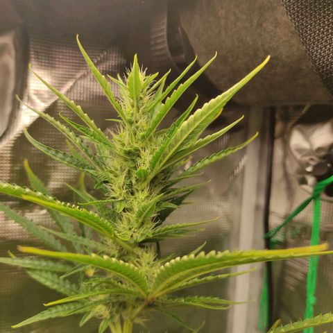 Master Kush Automatic growlog timeline photo