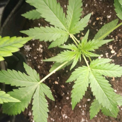 Purple Skunk auto growlog timeline photo
