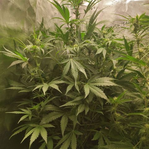 Banana Kush Cake Automatic growlog timeline photo