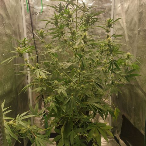 Master Kush Automatic growlog timeline photo