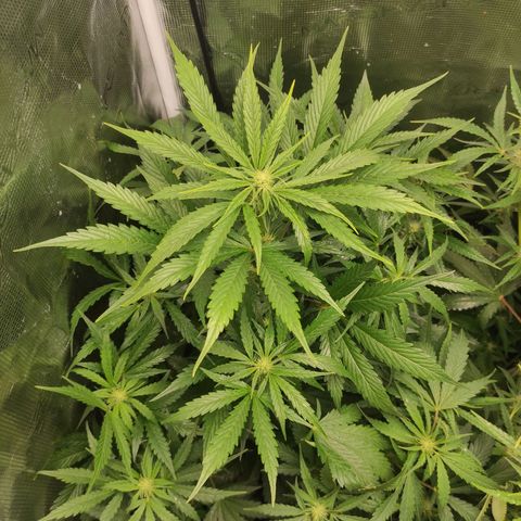 Banana Kush Cake Automatic growlog timeline photo