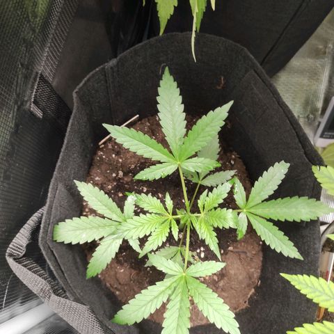 Stichy orange XXL growlog timeline photo