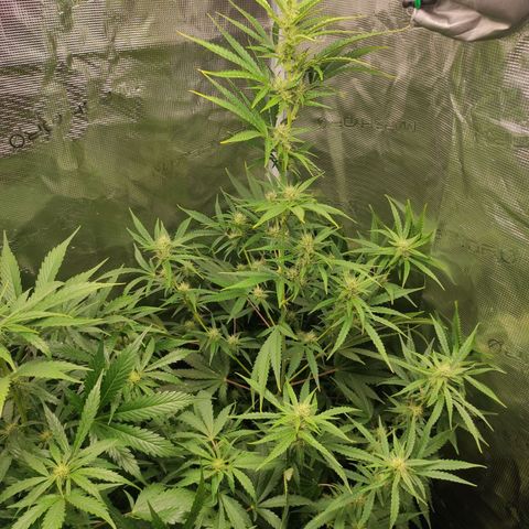 Master Kush Automatic growlog timeline photo
