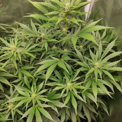 Banana Kush Cake Automatic growlog timeline photo