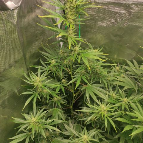 Banana Kush Cake Automatic growlog timeline photo