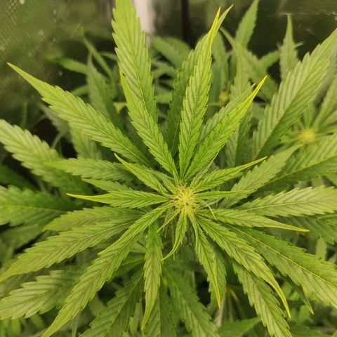 Banana Kush Cake Automatic growlog timeline photo