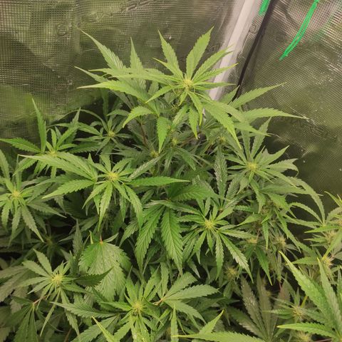 Banana Kush Cake Automatic growlog timeline photo
