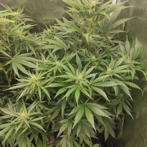 Master Kush Automatic growlog timeline photo