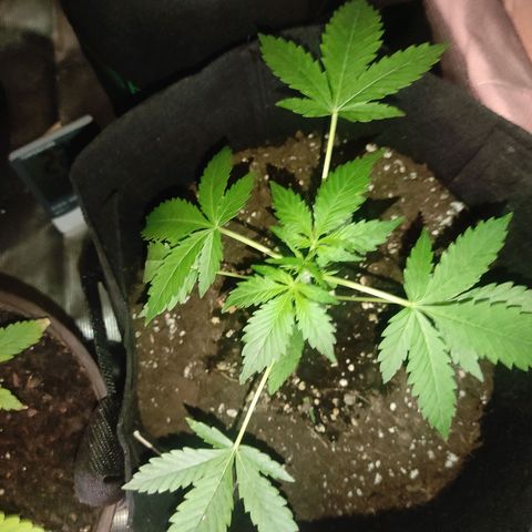Purple Skunk auto growlog timeline photo