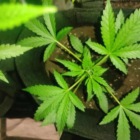 Stichy orange XXL growlog timeline photo