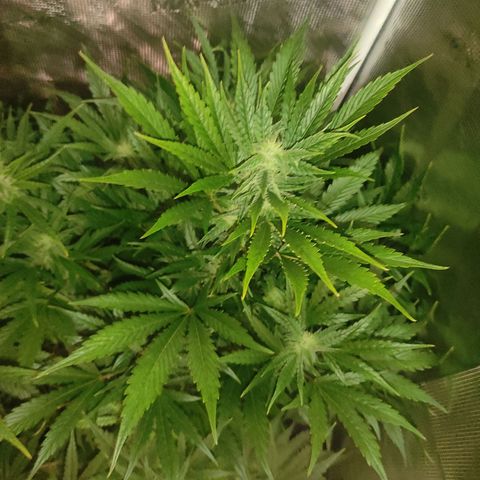 Banana Kush Cake Automatic growlog timeline photo