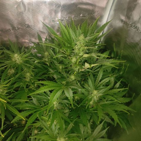 Banana Kush Cake Automatic growlog timeline photo