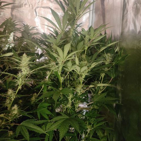 Banana Kush Cake Automatic growlog timeline photo
