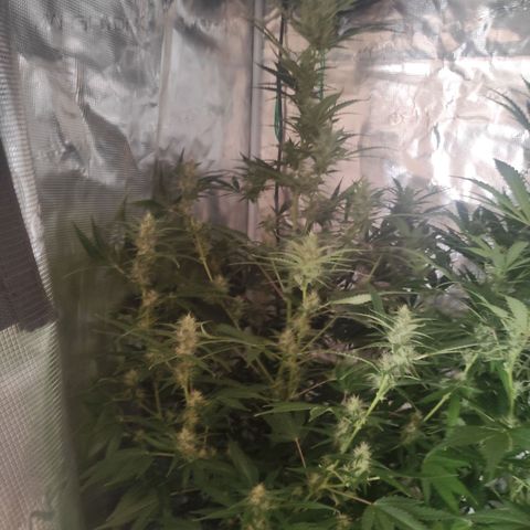 Master Kush Automatic growlog timeline photo