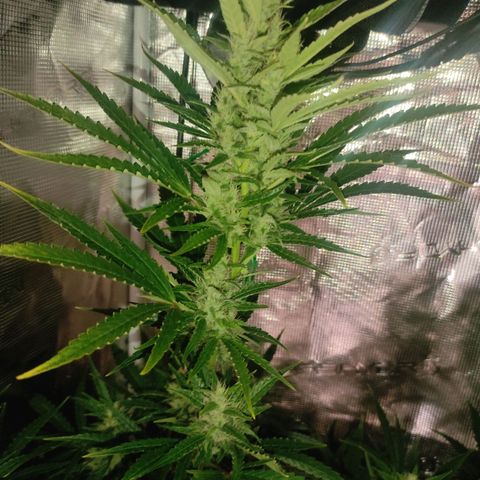 Master Kush Automatic growlog timeline photo