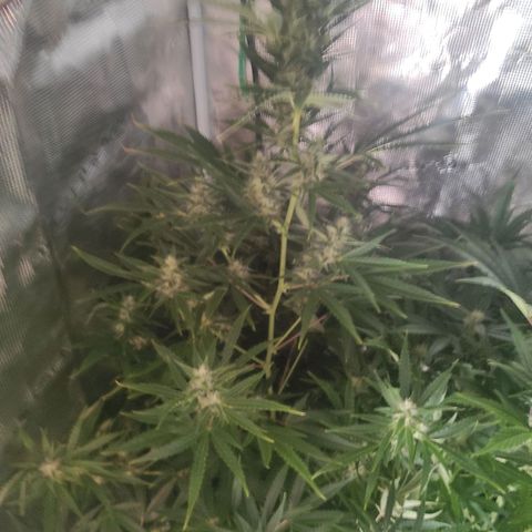 Master Kush Automatic growlog timeline photo
