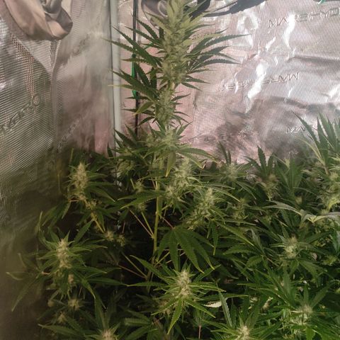 Master Kush Automatic growlog timeline photo