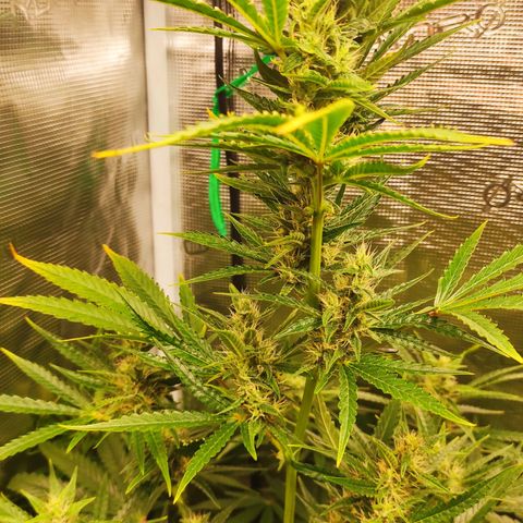 Master Kush Automatic growlog timeline photo