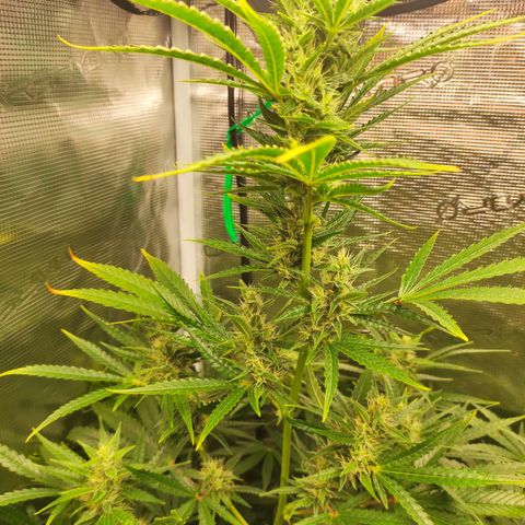 Master Kush Automatic growlog timeline photo