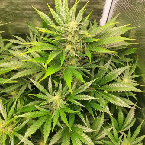 Banana Kush Cake Automatic growlog timeline photo