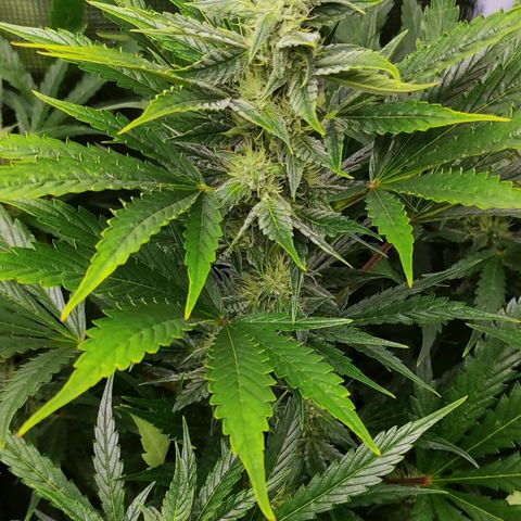 Banana Kush Cake Automatic growlog timeline photo