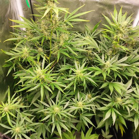 Banana Kush Cake Automatic growlog timeline photo