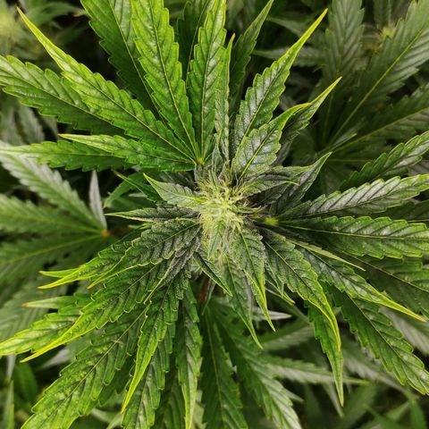 Banana Kush Cake Automatic growlog timeline photo