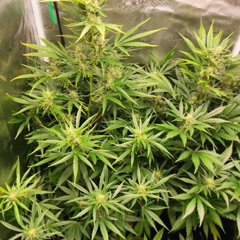 Banana Kush Cake Automatic growlog timeline photo