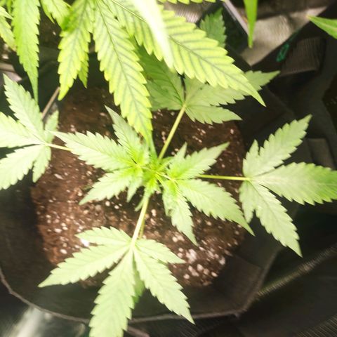 Stichy orange XXL growlog timeline photo
