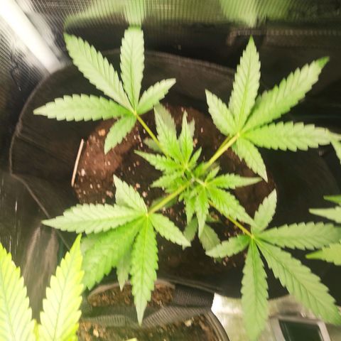 Purple Skunk auto growlog timeline photo