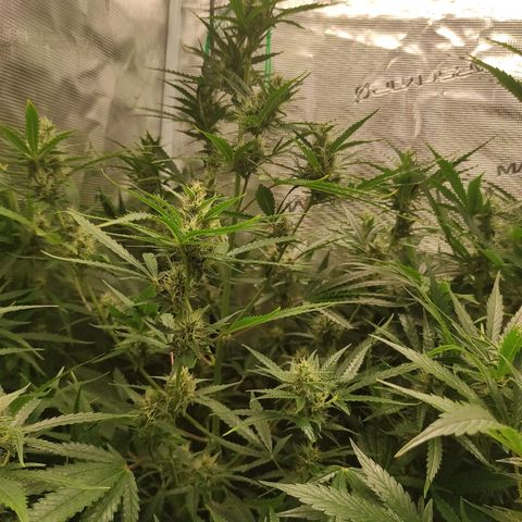 Master Kush Automatic growlog timeline photo