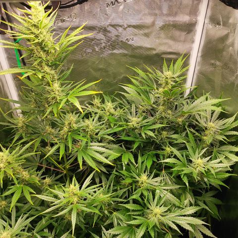 Master Kush Automatic growlog timeline photo