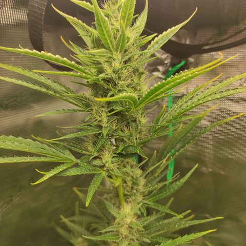 Master Kush Automatic growlog timeline photo