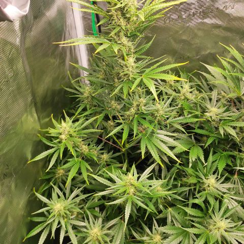 Master Kush Automatic growlog timeline photo