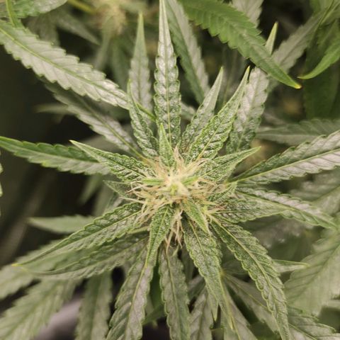 Master Kush Automatic growlog timeline photo
