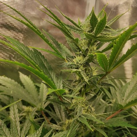 Banana Kush Cake Automatic growlog timeline photo