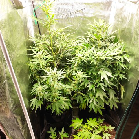 Banana Kush Cake Automatic growlog timeline photo