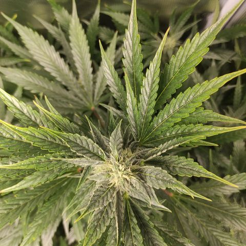 Banana Kush Cake Automatic growlog timeline photo