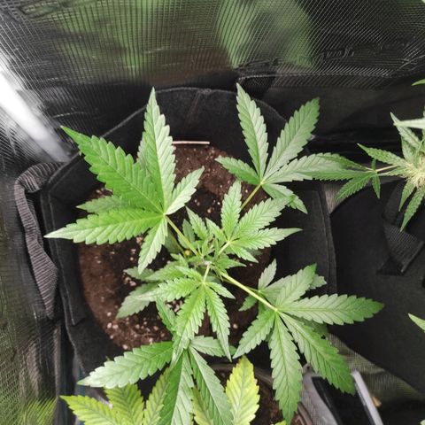 Stichy orange XXL growlog timeline photo