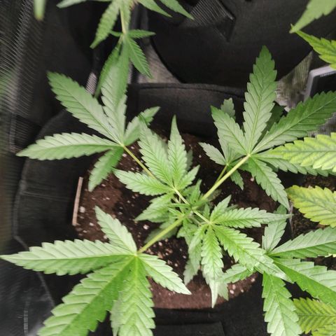 Stichy orange XXL growlog timeline photo