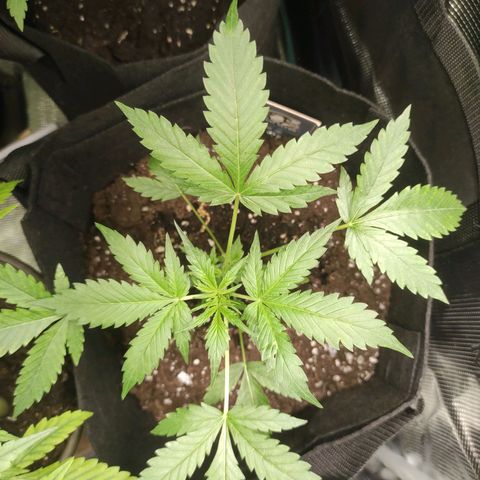 Purple Skunk auto growlog timeline photo